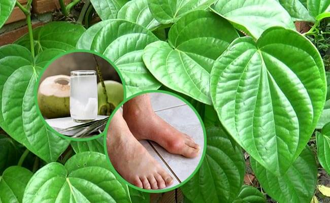 Cách chữa bệnh gout bằng nước dừa và lá trầu không
