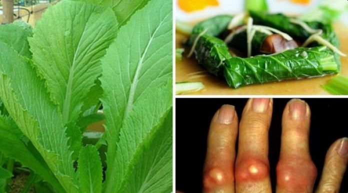 Lưu ý khi chữa bệnh gout bằng rau cải bẹ xanh