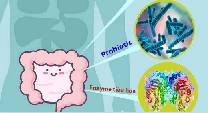 Vai trò của enzym tiêu hóa