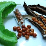 hạt đậu rồng chữa bệnh đau dạ dày