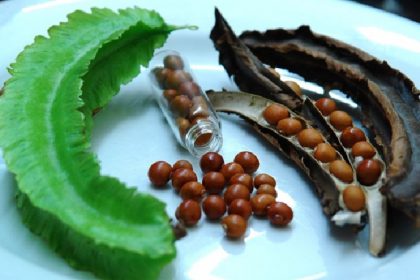 hạt đậu rồng chữa bệnh đau dạ dày