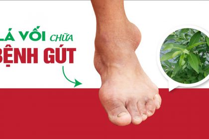 Công dụng chữa bệnh gout của lá vối tươi